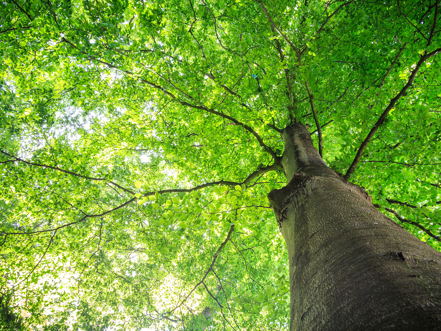 tree background